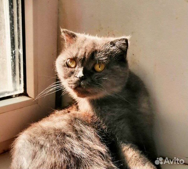 Кошекча Буся