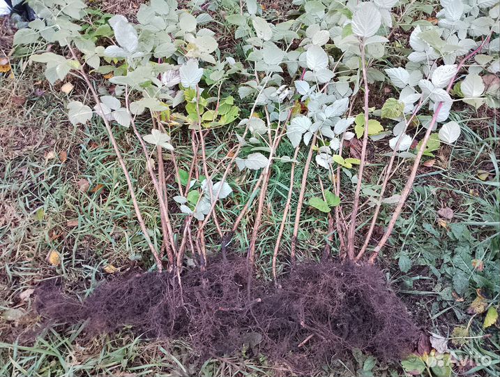 Малина Радзиева ранняя