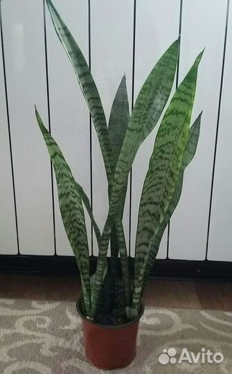 Сансевиерии