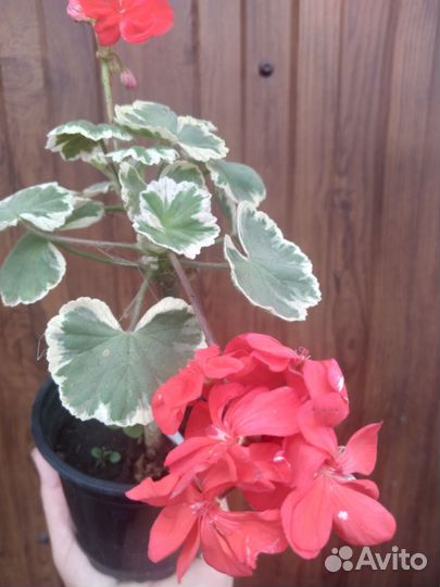 Герани пёстролистные