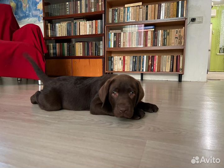 Щенки лабрадора шоколадные
