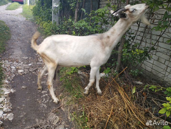 Козы и козлята