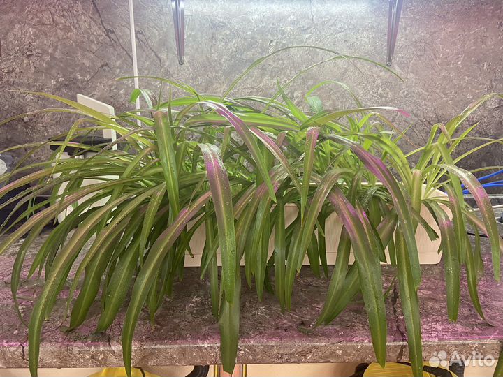 Хлорофитум хохлатый(chlorophytum)