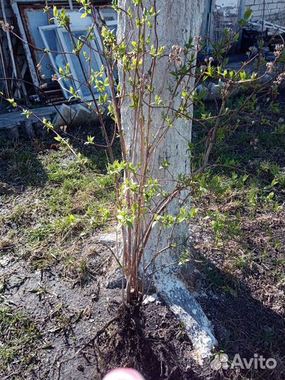 Саженцы жасмина 2х, 3х,5ти детка кустом