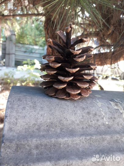 Набор шишек