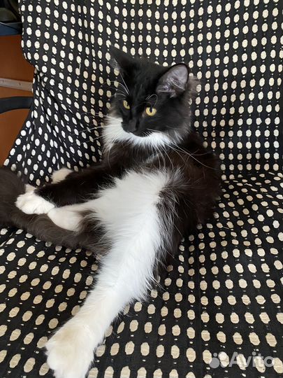 Котик в добрые руки