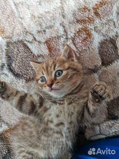 Котенок 1,5 месяца игривый добрый