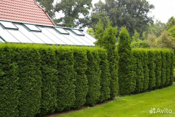 Туя западная Колумна