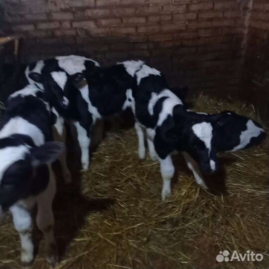 Б мясные холмогоры сименталы лимузины