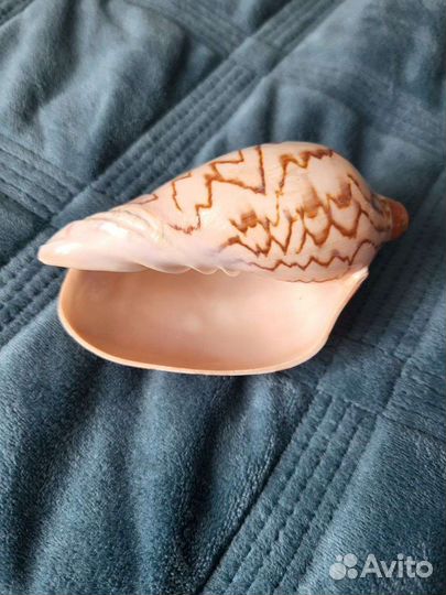 Морские ракушки раковины сувениры для аквариума