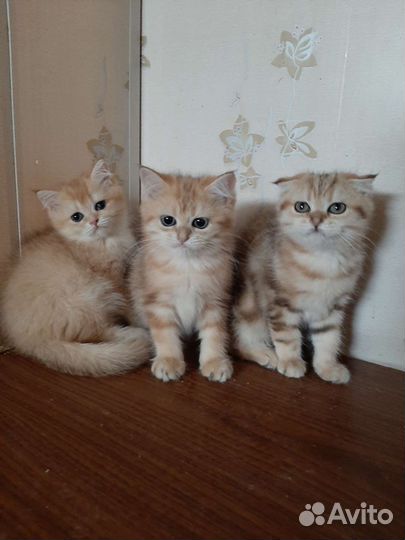 Шотландские котята