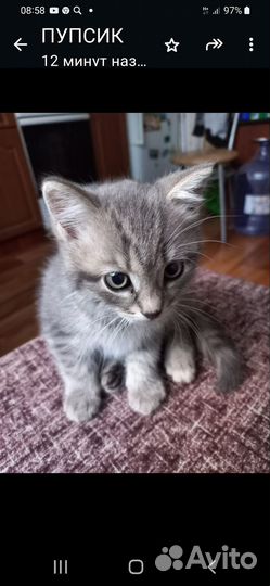 Кошка в дар бесплатно