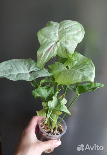 Сингониум конфети милк