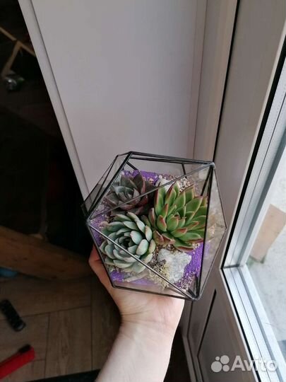 Флорариум северное сияние