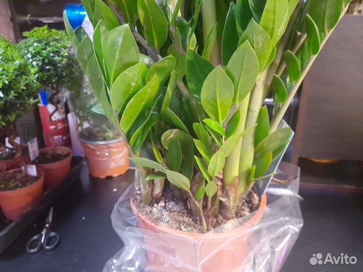 Замиокулькас огромный 110 см