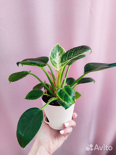 Филодендрон