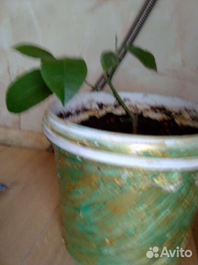 Дерево лимона 1-3 м высотой 