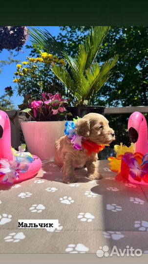 Щенки мальтипу f2