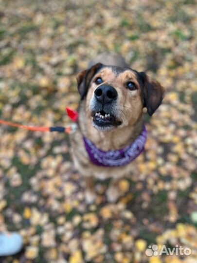 Чудо собака мечтает о доме