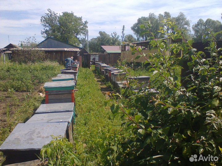 Продам пчелиную пергу