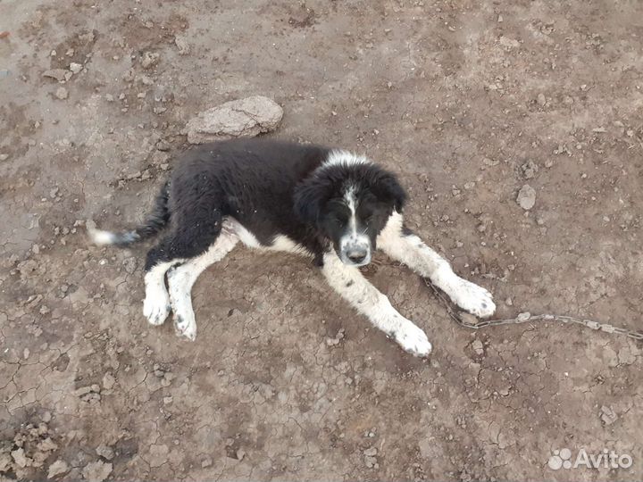 Продам щенка алабая 3,5 месяца