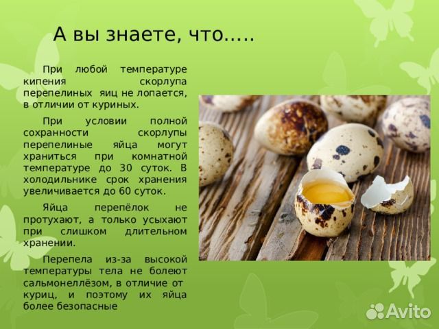 Домашние перепелиные яйца