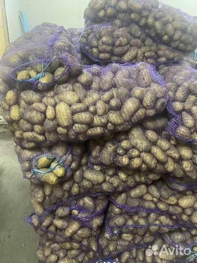 Картофель, лук, морковка, капуста,Свекла