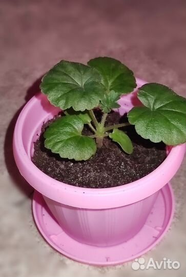 Пеларгония герань