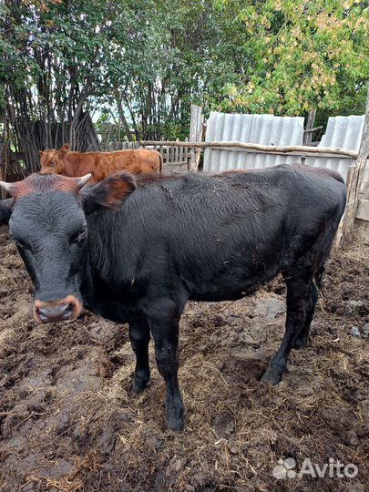 Продам тëлок