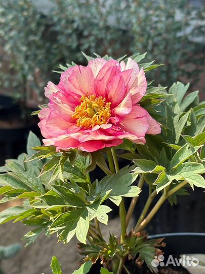 Пион Коппер Кеттл зкс 5-10 почек