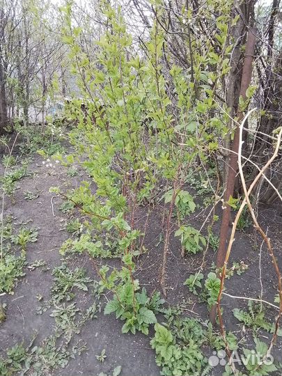 Саженцы вишни уральской 2-3 летки