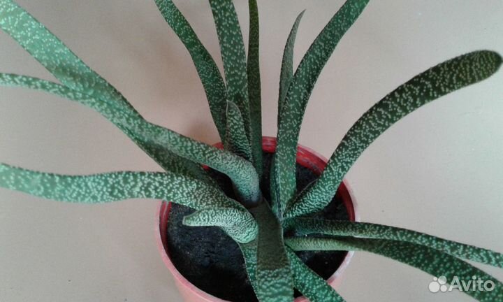 Бородавчатая гя