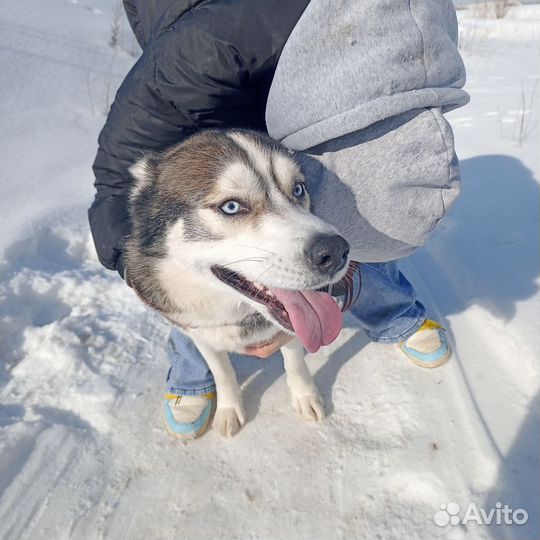 Хаски вязка