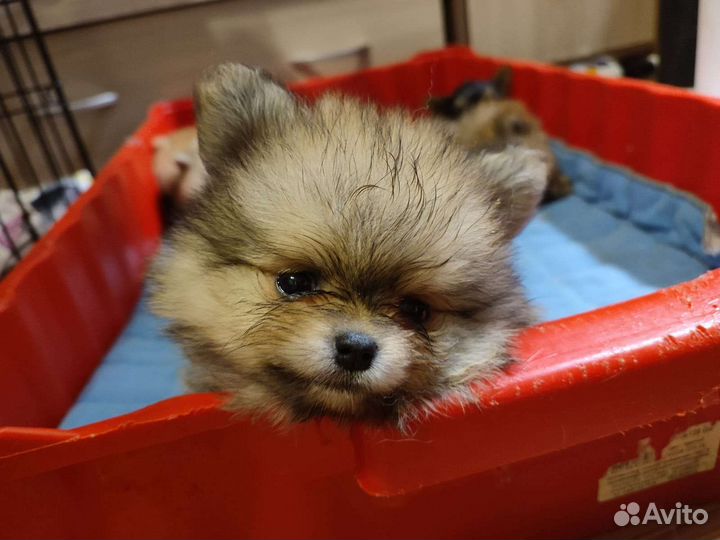 Померанский шпиц