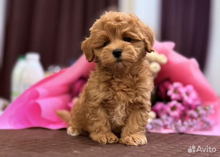 Мальтипу f1 mini