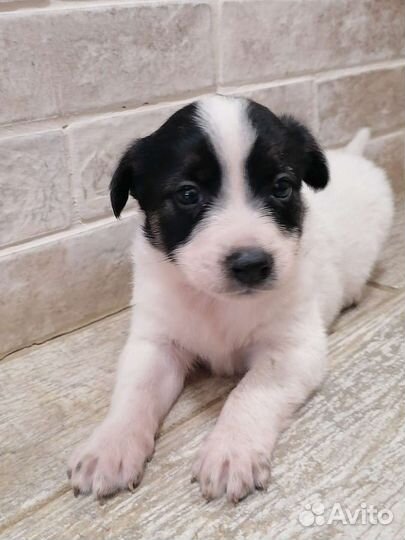 Отдам бесплатно щенки