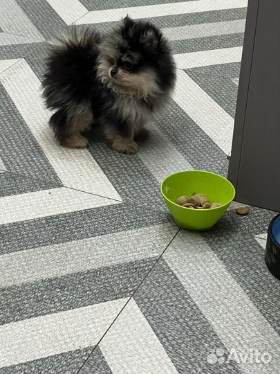 Шпиц супер мини