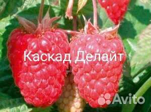 Саженцы малины