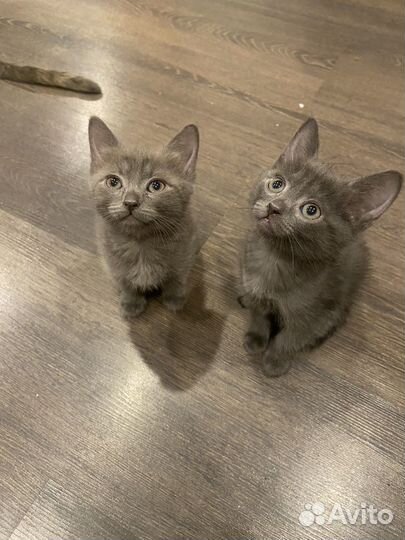 Котята