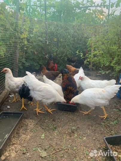 Куры мельфлеры