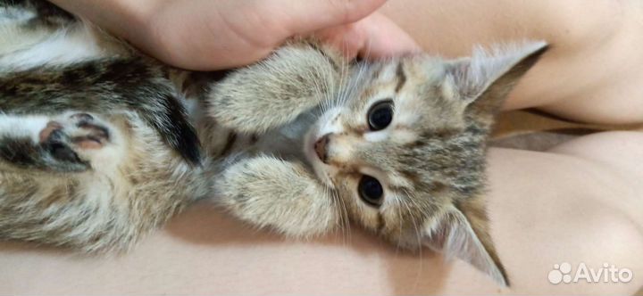 Котенок Мия