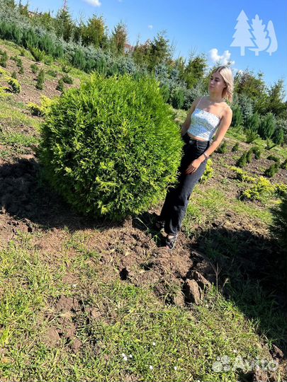 Туи шаровидные в наличии