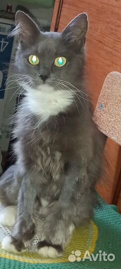 Кошка в дар