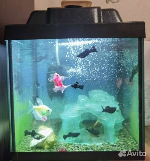 Рыбка моллинезия