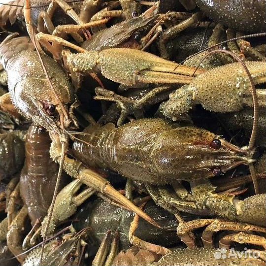 Раки (центр)