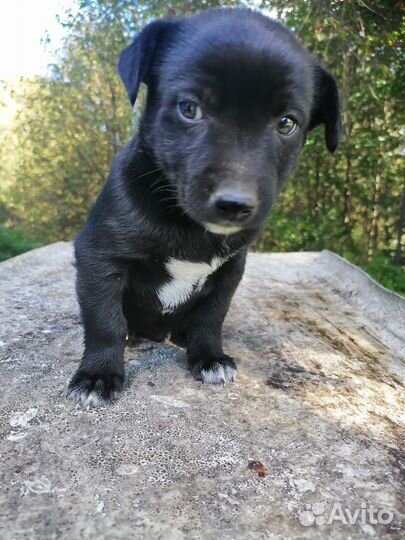 Собаки бесплатно в добрые руки щенки