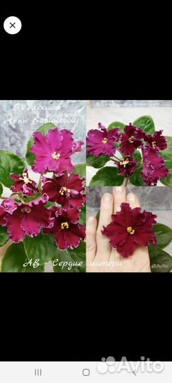 Детки сортовых фиалок