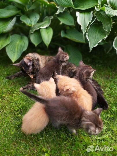 Котята отдам в добрые руки бесплатно