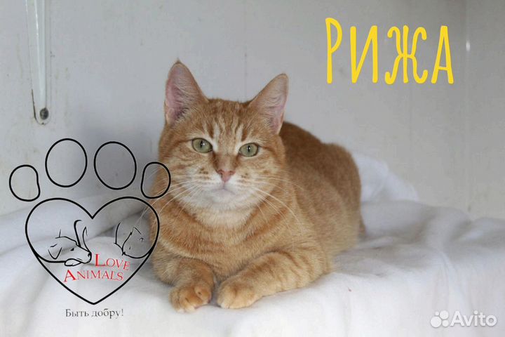 Кошечка из приюта в добрые руки