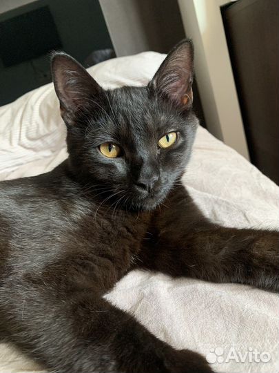 Красивая умная кошечка